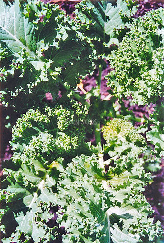Kale – Dwarf Green. Eden Seeds variety image.