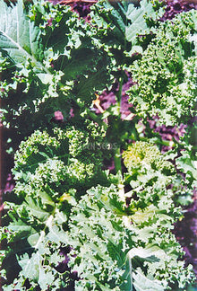 Kale – Dwarf Green. Eden Seeds variety image.