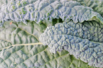 Kale – Nero Di Toscana. Eden Seeds variety image.