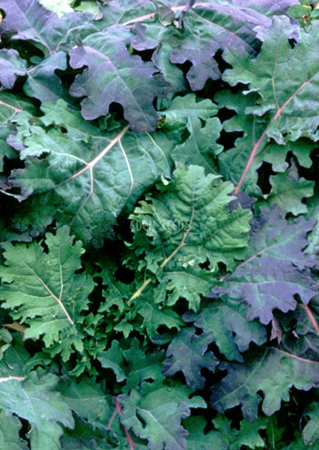 Kale – Red Russian. Eden Seeds variety image.