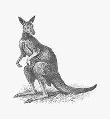 LifeWise Kangaroo Dog Food 9kg product image 5
