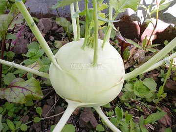 Kohl Rabi – White Vienna. Eden Seeds variety image.