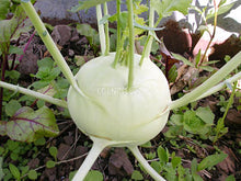 Kohl Rabi – White Vienna. Eden Seeds variety image.