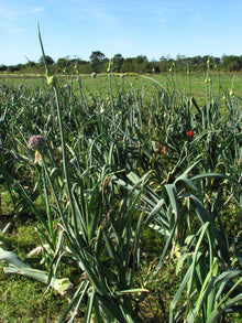 Representative leek crop for Carentan. Photo: Evelyn Simak, Wikimedia Commons, CC BY-SA 2.0.