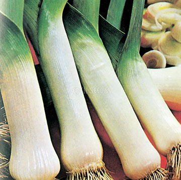 Leek Carentan