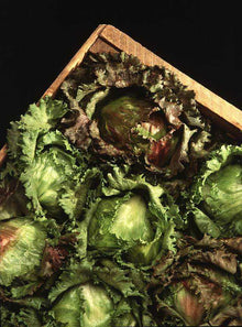 Iceberg lettuce. USDA Agricultural Research Service image, public domain.