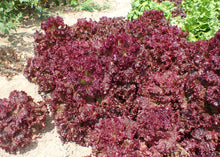 Lollo Rosso lettuce. Photo: Krzysztof Ziarnek, Kenraiz, Wikimedia Commons.