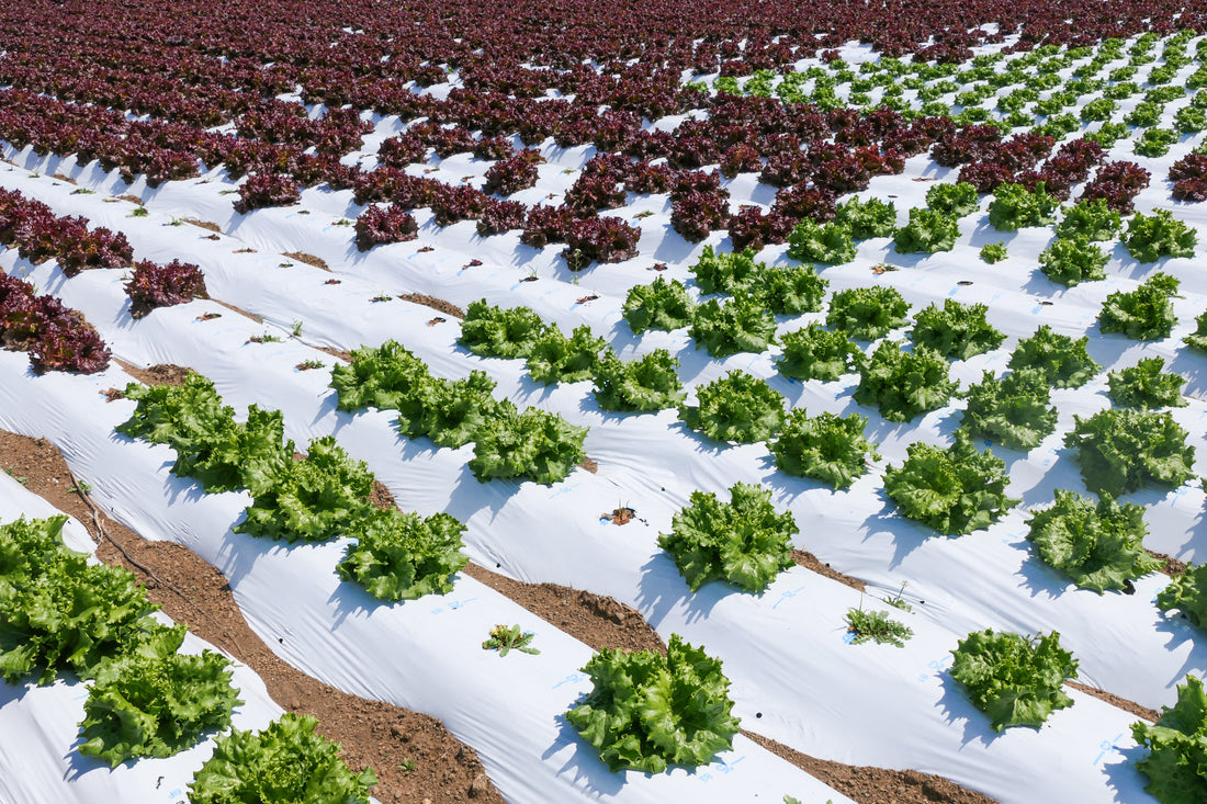 Representative mixed looseleaf lettuce foliage for Lettuce Mix. Source image: MaedaAkihiko, Wikimedia Commons, CC BY-SA 4.0.