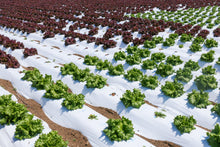 Representative mixed looseleaf lettuce foliage for Lettuce Mix. Source image: MaedaAkihiko, Wikimedia Commons, CC BY-SA 4.0.