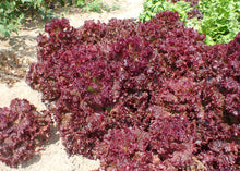Representative red-bronze romaine-type lettuce for Rouge d'Hiver.