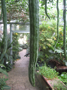 Luffa aegyptiaca fruits. Photo: Michael Wolf, Wikimedia Commons, CC BY-SA 3.0.