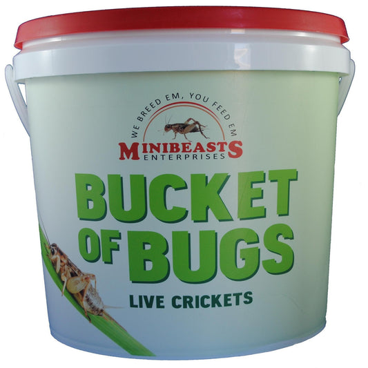 Minibeasts Live Crickets – Bucket