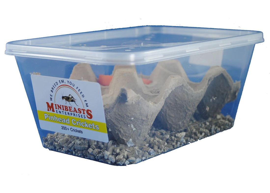Minibeasts Live Crickets – Tub