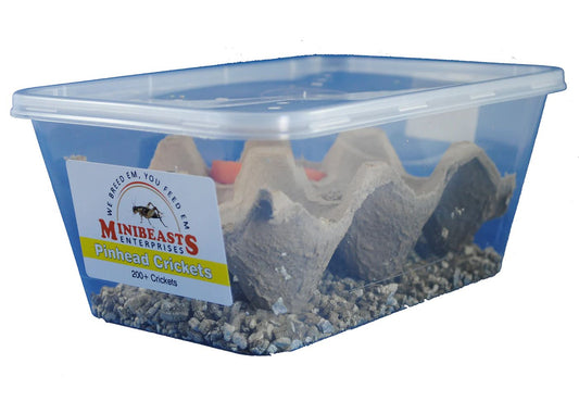 Minibeasts Live Crickets – Tub