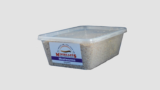 Minibeasts Live Mealworms 100g