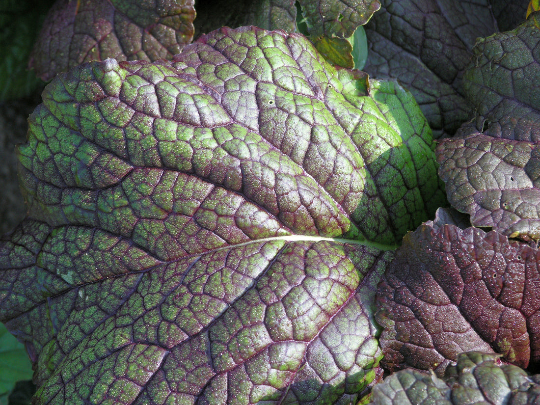 Representative purple-red Brassica juncea mustard leaf for Osaka Purple. Photo: Goldlocki, Wikimedia Commons, CC BY-SA 3.0.