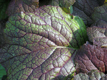Red Giant mustard leaf. Photo: Goldlocki, Wikimedia Commons, CC BY-SA 3.0.