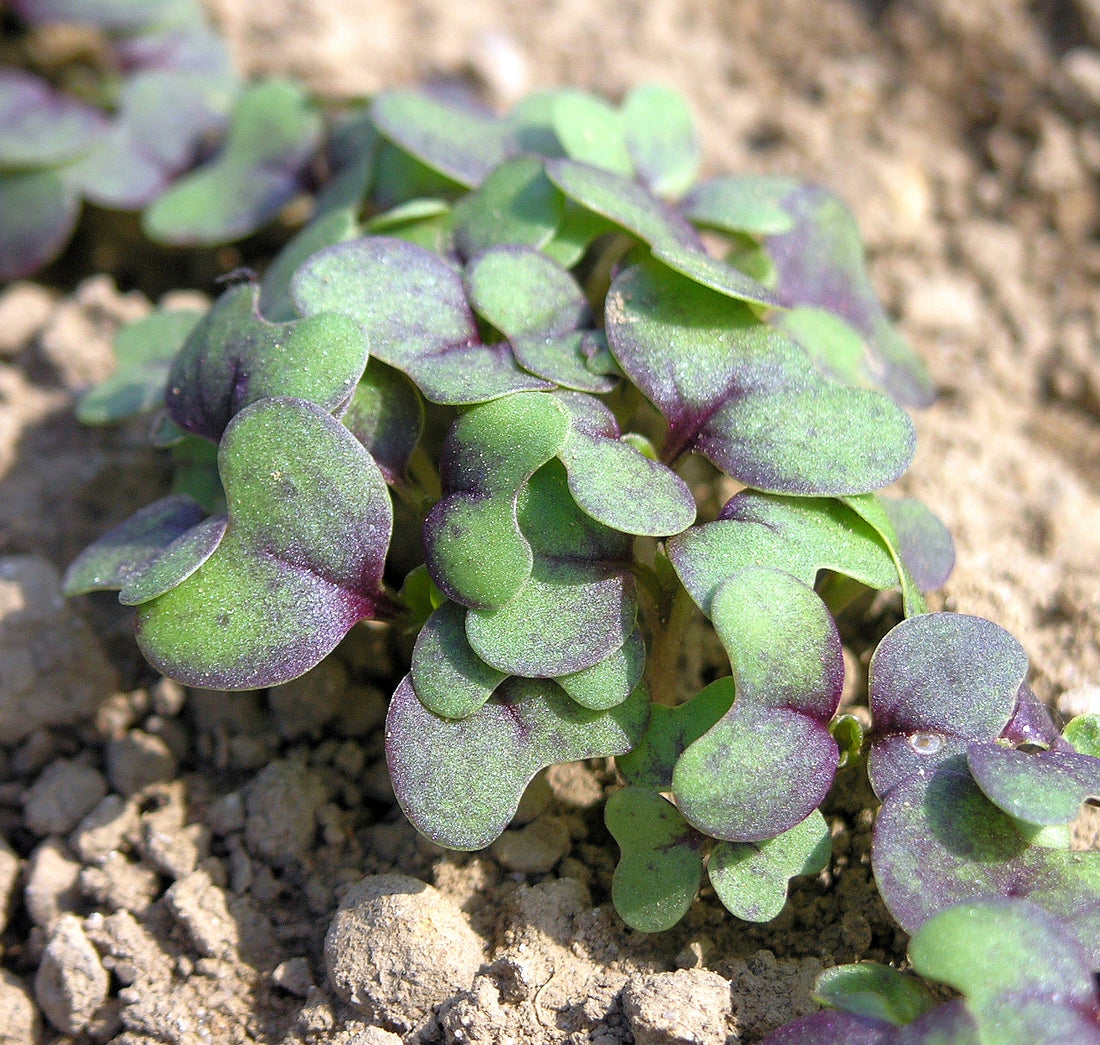 Representative Brassica juncea mustard seedlings for Wasabi mustard greens. Photo: Goldlocki, Wikimedia Commons, CC BY-SA 3.0.