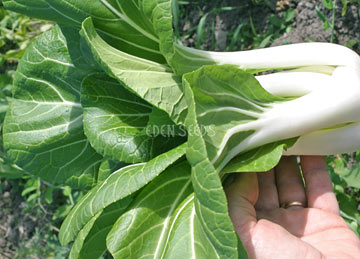 Pak Choi Kwang Moon White Stem with green leaves and white stalks