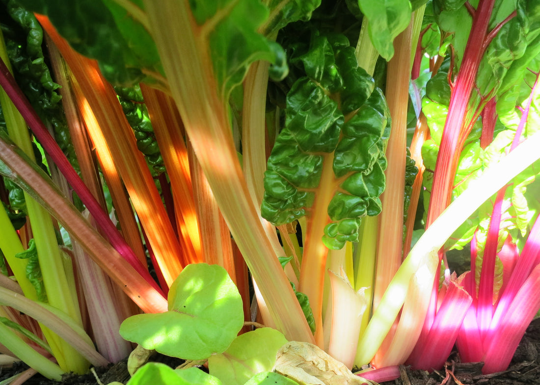 Rainbow chard with mixed coloured stems — representative crop photograph by Ruth Hartnup, CC BY 2.0