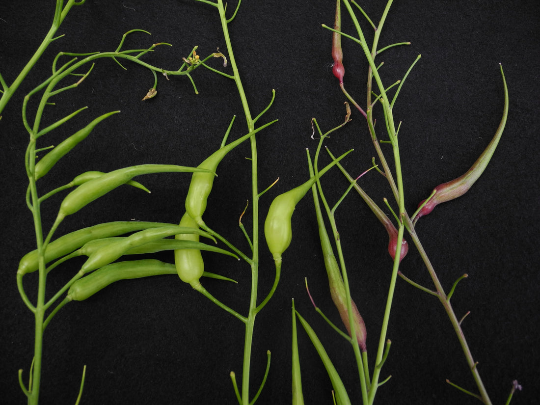 Edible rat-tail radish pods, photographed by MerielGJones.