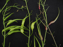 Edible rat-tail radish pods, photographed by MerielGJones.
