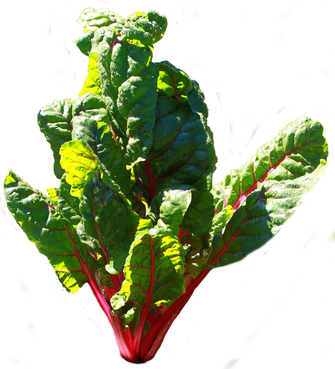 Red-stemmed chard — representative crop photograph, Lisa Redfern, CC0