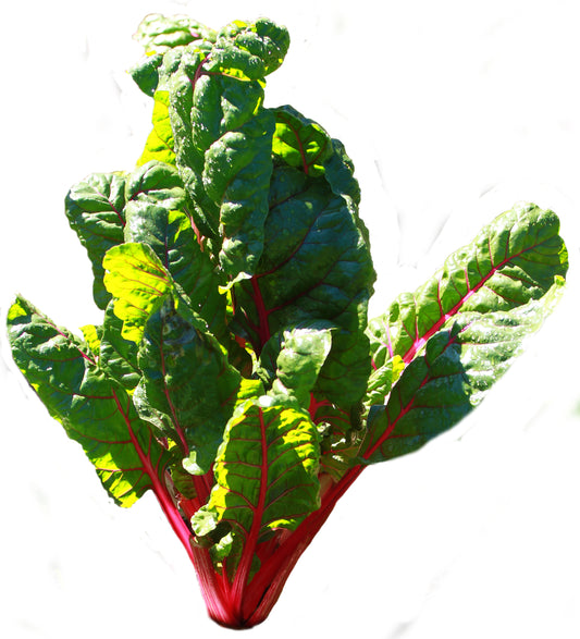 Red-stemmed chard — representative crop photograph, Lisa Redfern, CC0