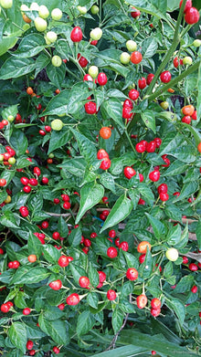 Small red and pale peppers growing on a leafy plant; representative image
