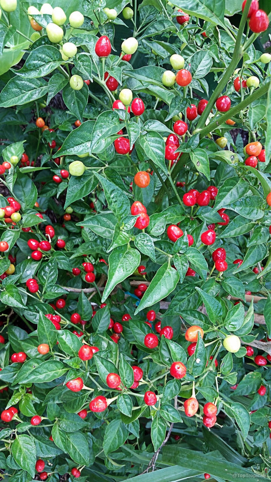 Small red and pale peppers growing on a leafy plant; representative image
