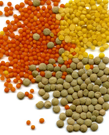 Red lentils shown with other lentil types. Public domain image by Rainer Zenz, Wikimedia Commons.