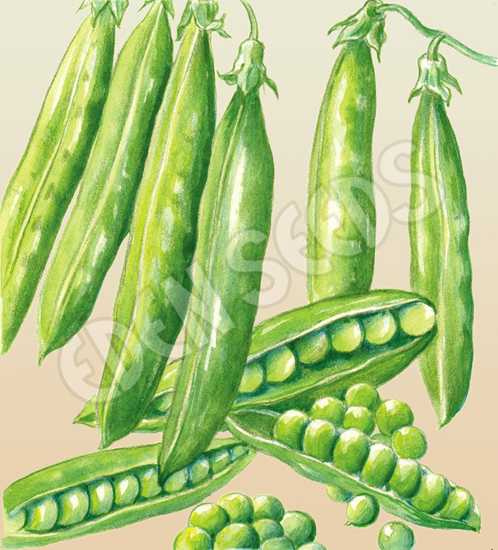 Representative pea crop image sourced from Eden Seeds.