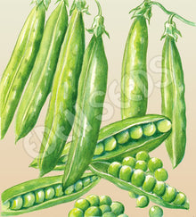 Representative pea crop image sourced from Eden Seeds.
