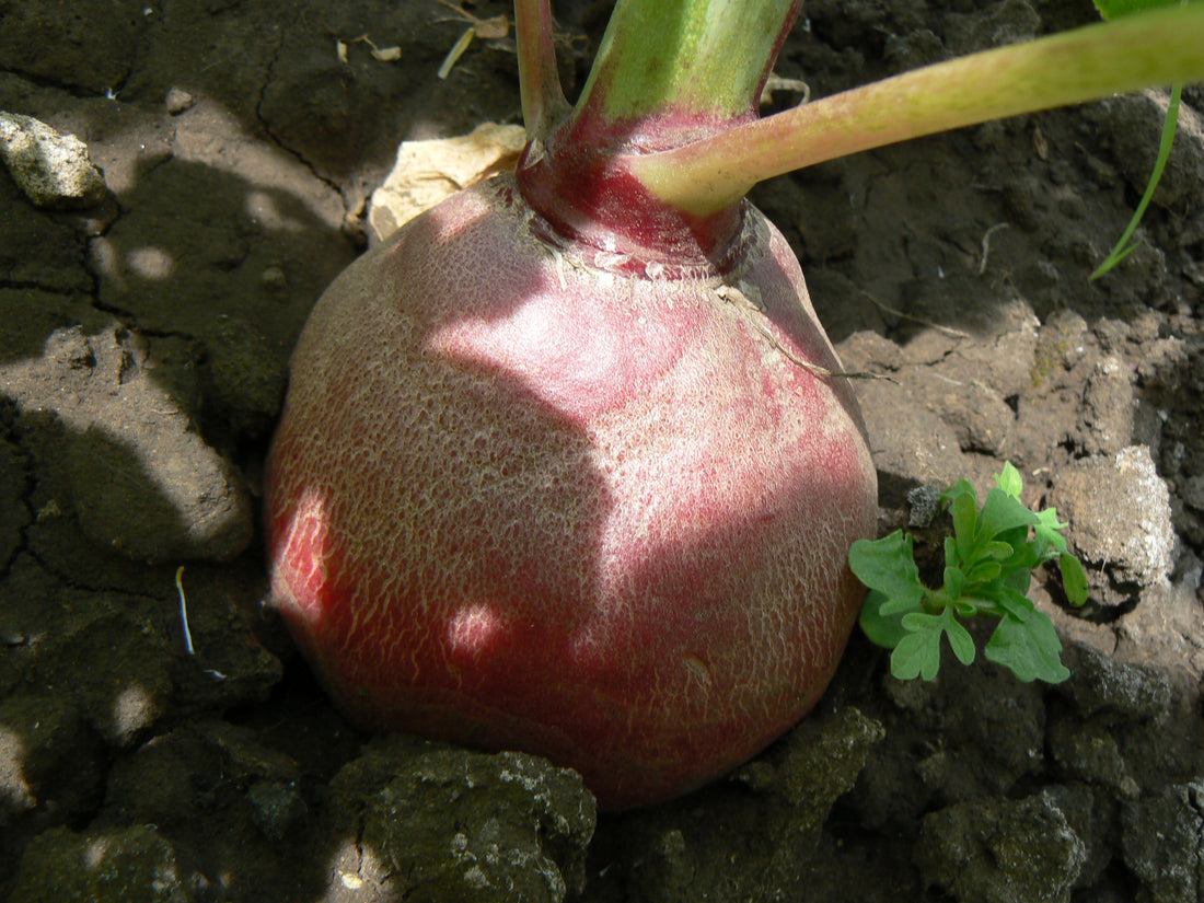 Representative radish crop image.