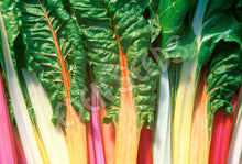 Representative silverbeet crop image sourced from Eden Seeds.