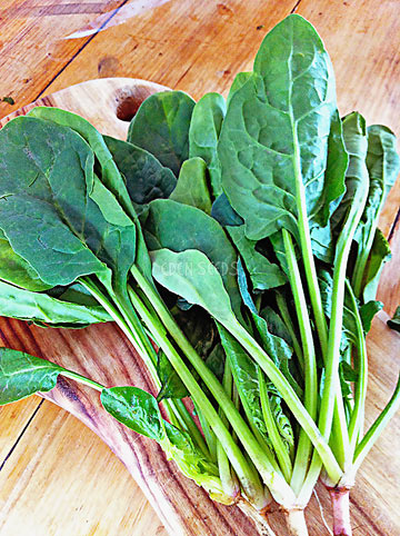 Representative spinach crop image sourced from Eden Seeds.