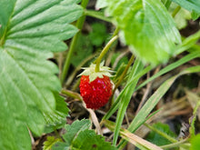 Representative alpine strawberry crop image.