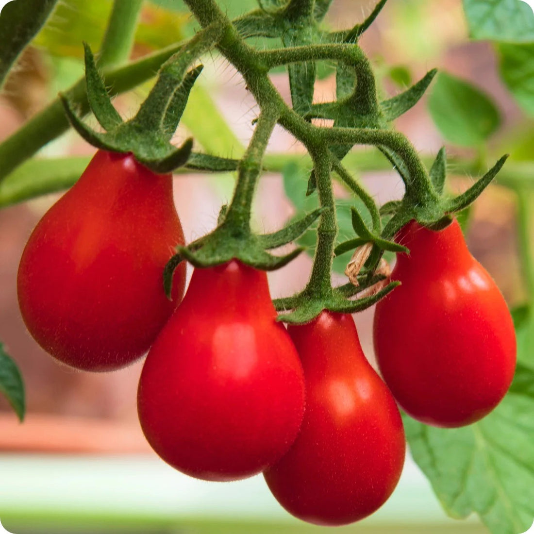 Baby Red Pear tomato