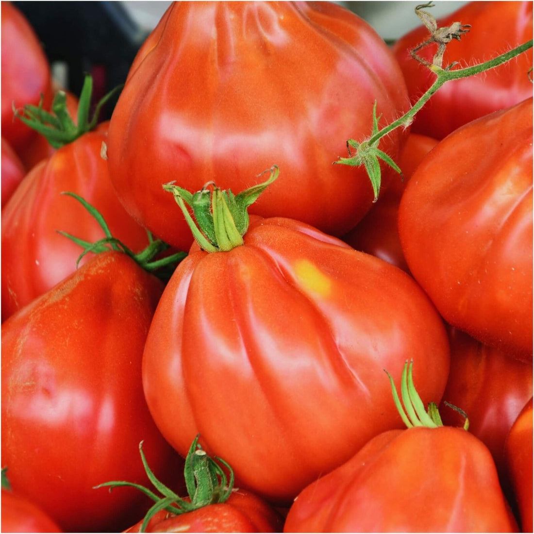 Big Pear tomato