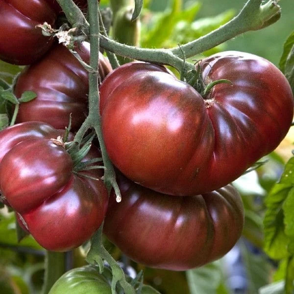 Black Krim tomato