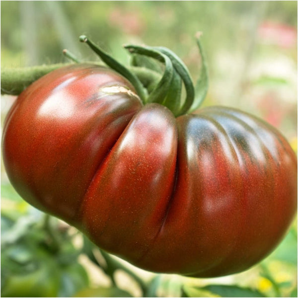 Black Russian tomato