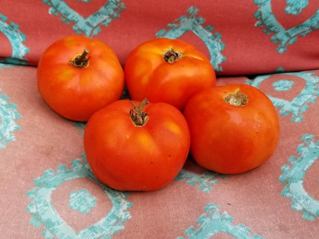 Break O' Day tomato