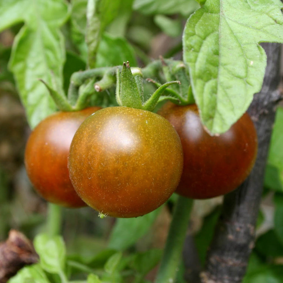 Brown Berry tomato