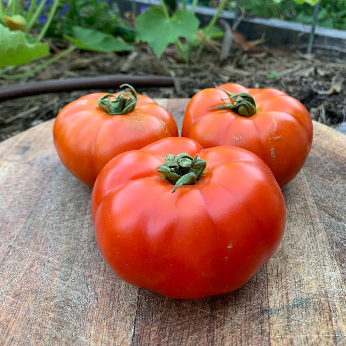Burnley Gem tomato
