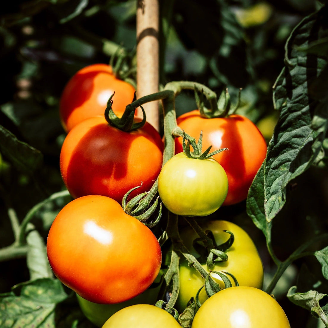 Burnley Surecrop tomato