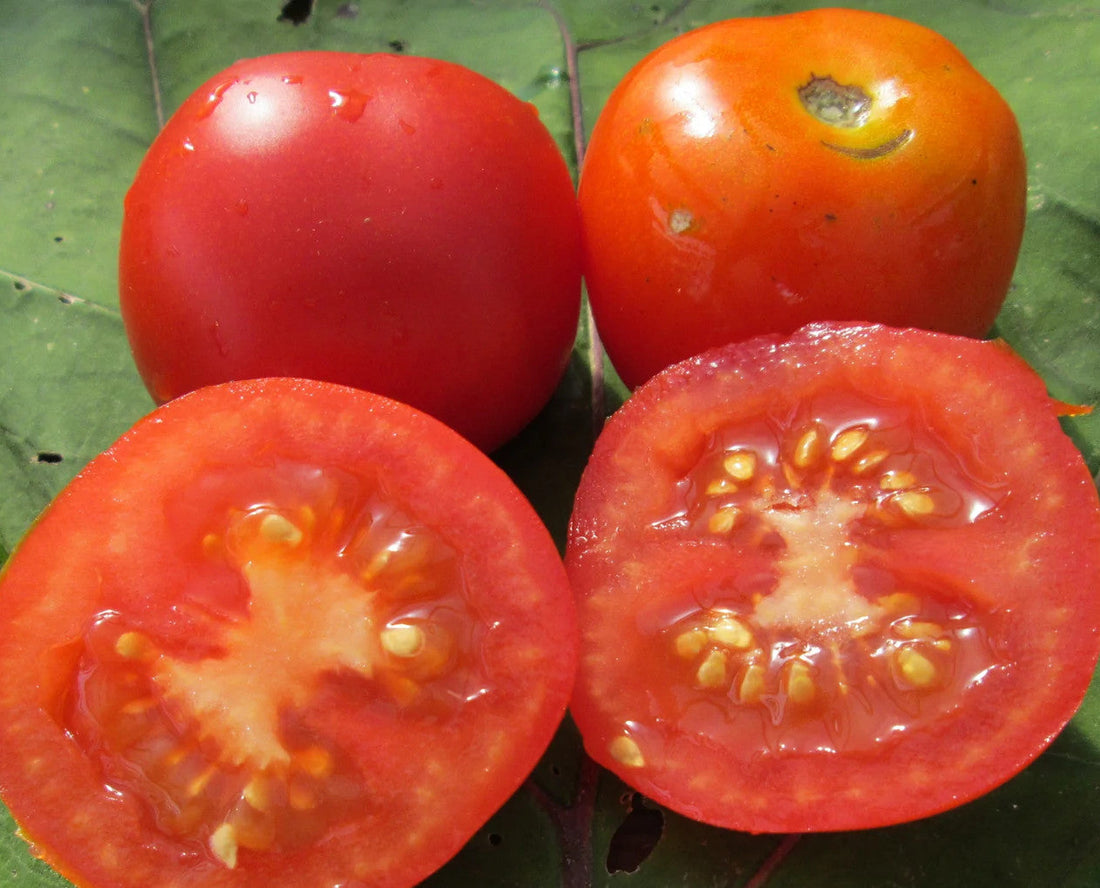 Burwood Prize tomato