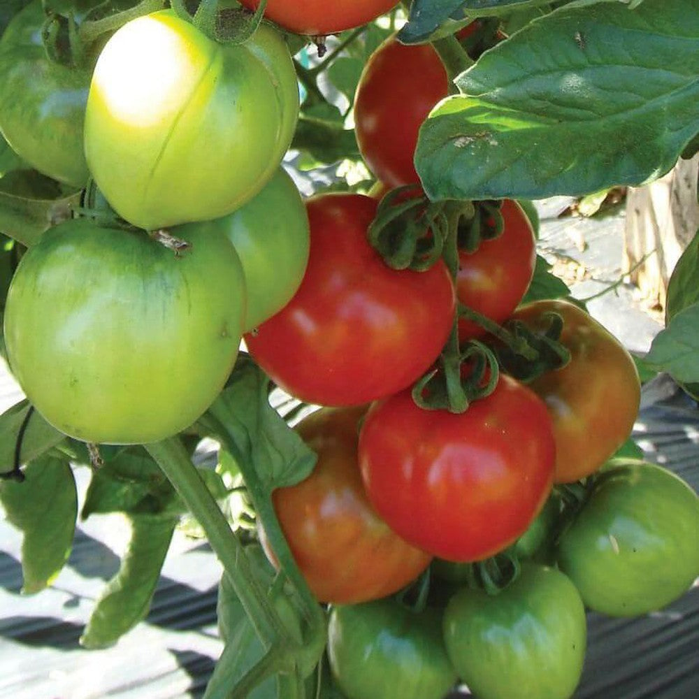 Canabe Super tomato