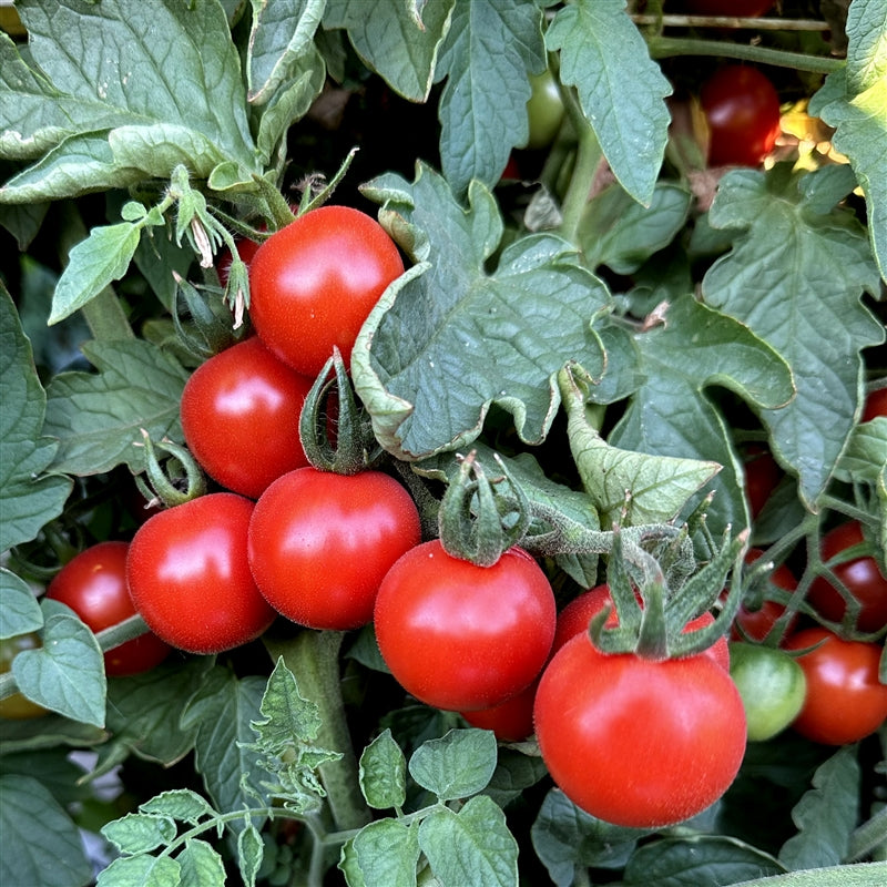 Cherry Camp Joy tomato