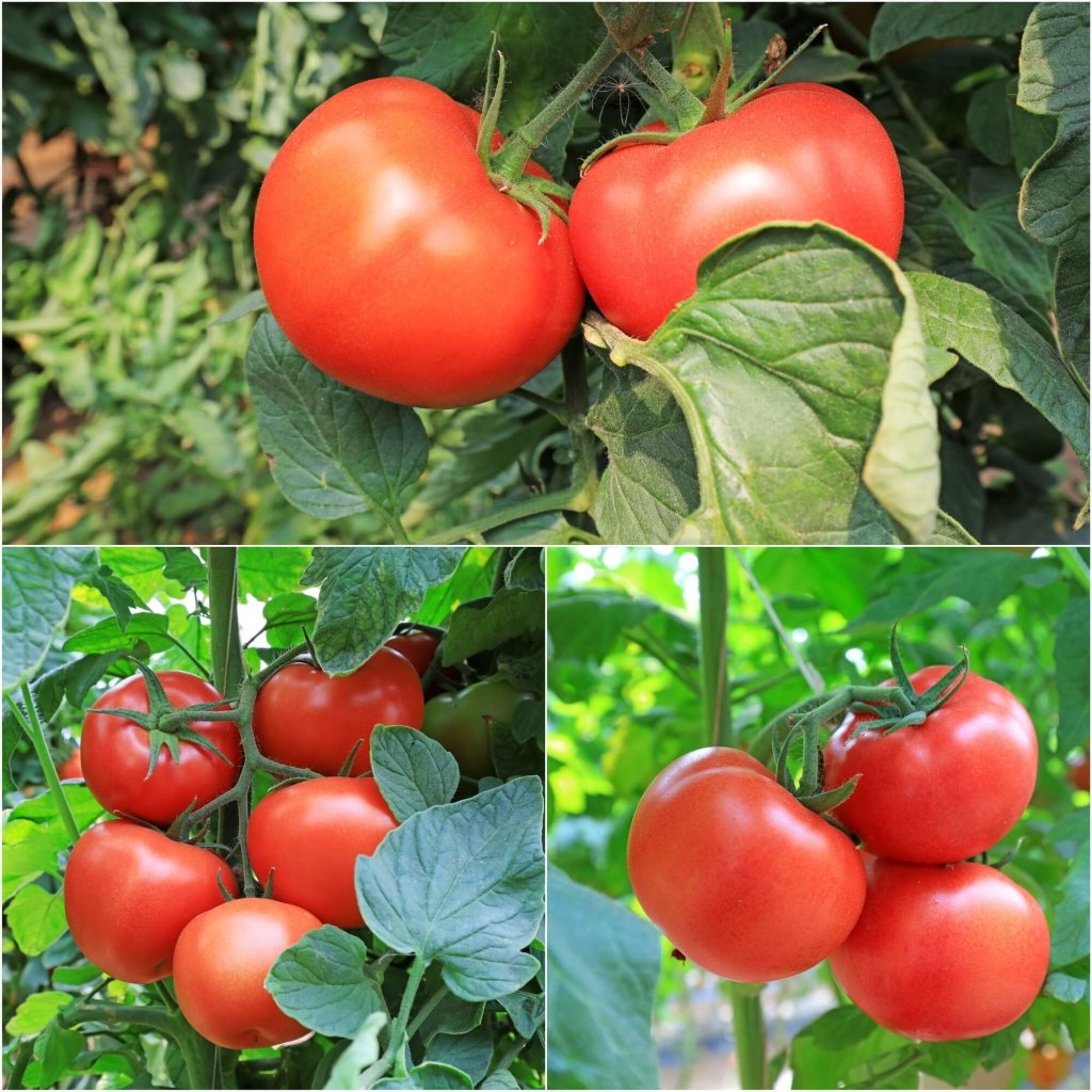 College Challenger tomato