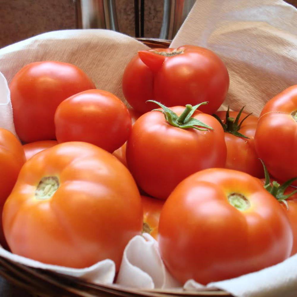 Colonial tomato